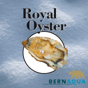 Royal Oyster Royal Oyster