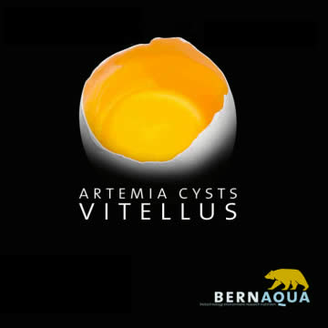 Vitellus Vitellus