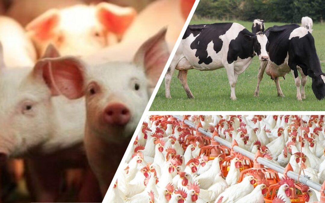 PromegaBiotic-f® Manure Tratamiento de Biorremediacion para Estiercol