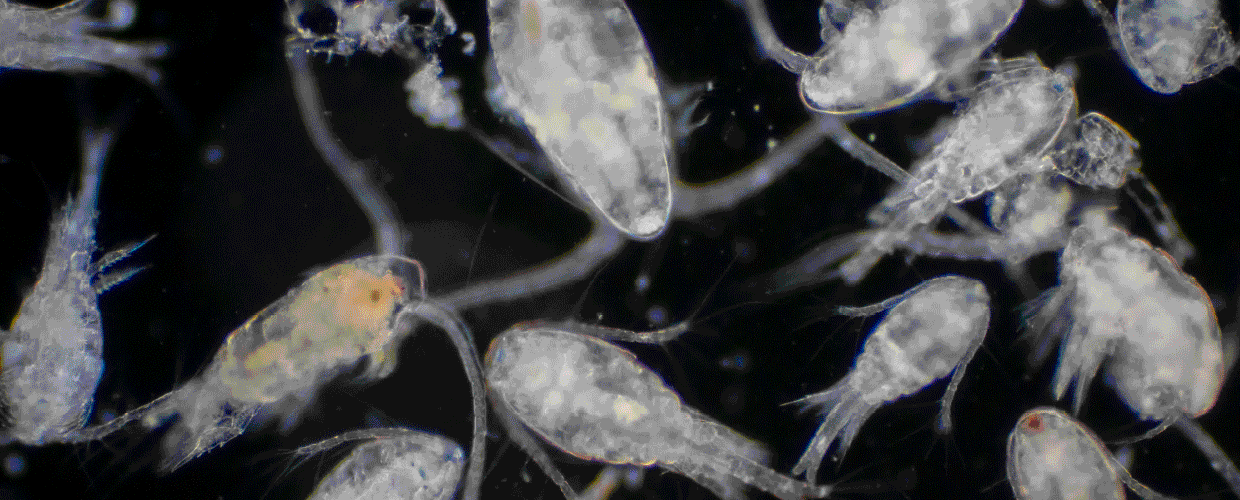 BannerCopepodosFO1240x500Ene2025