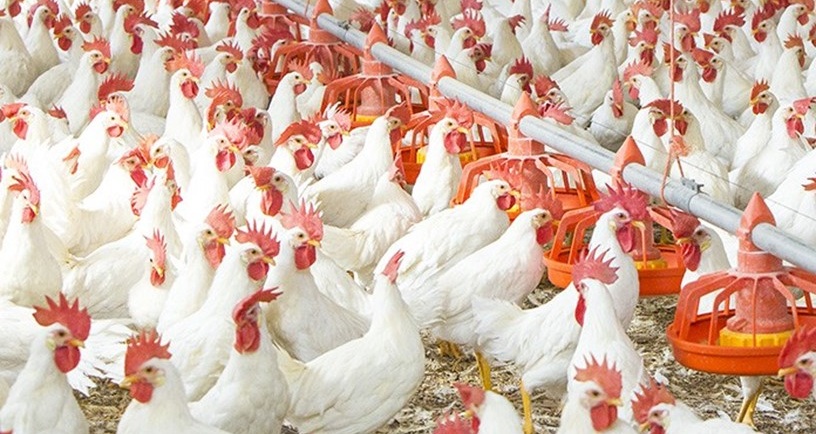 PromegaBiotic-f® AW Biorremediador para Desechos de Aves